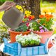 thumbnail image 5 of Regadera de 1 galón con pico largo, regadera con diseño de flores, regadera de interior con asa, regadera de plástico para plantas de jardín., 5 of 5