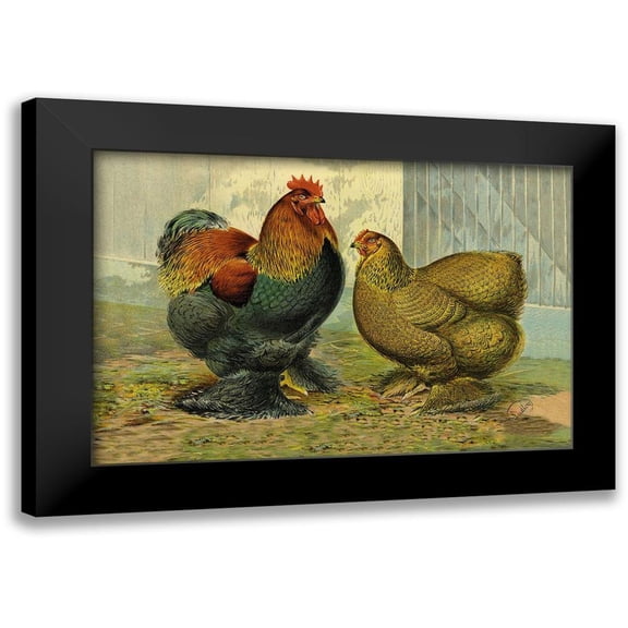 Wright, Lewis 14x11 Black Modern Framed Museum Art Print Titled - Chickens: Partridge Cochins