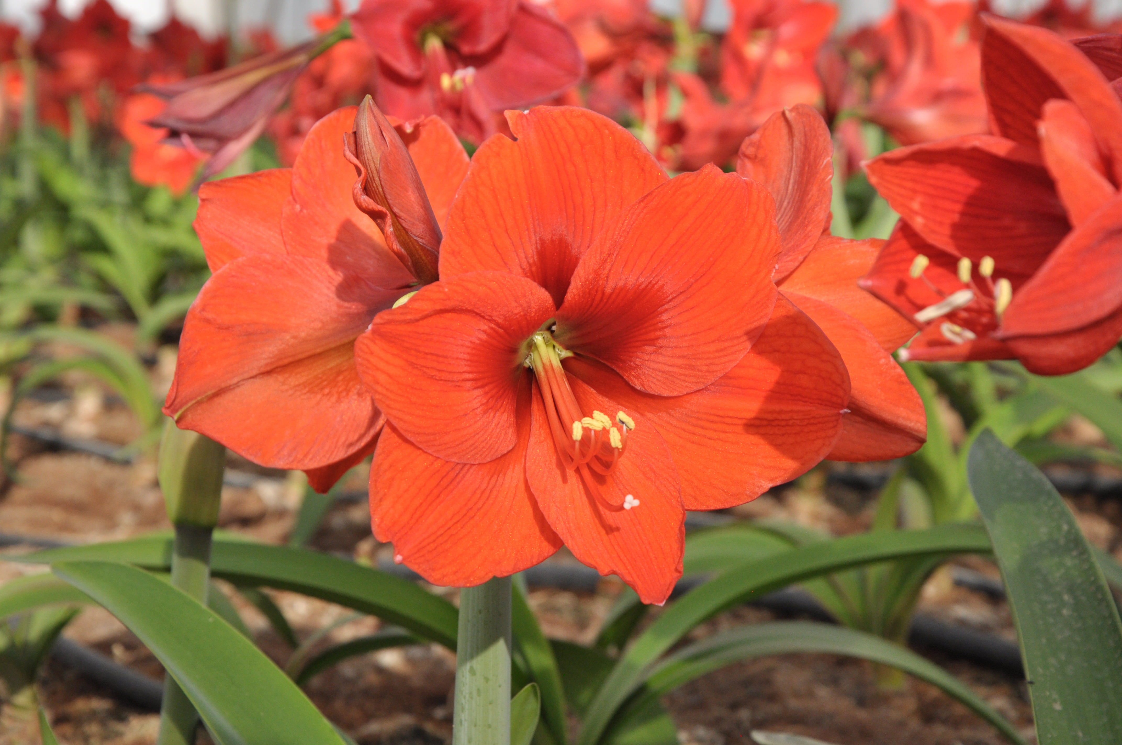 EuroBlooms Amaryllis Desire, Pre Potted Indoor Plant, Orange Blooms, Bright indoor light or filtered sunlight