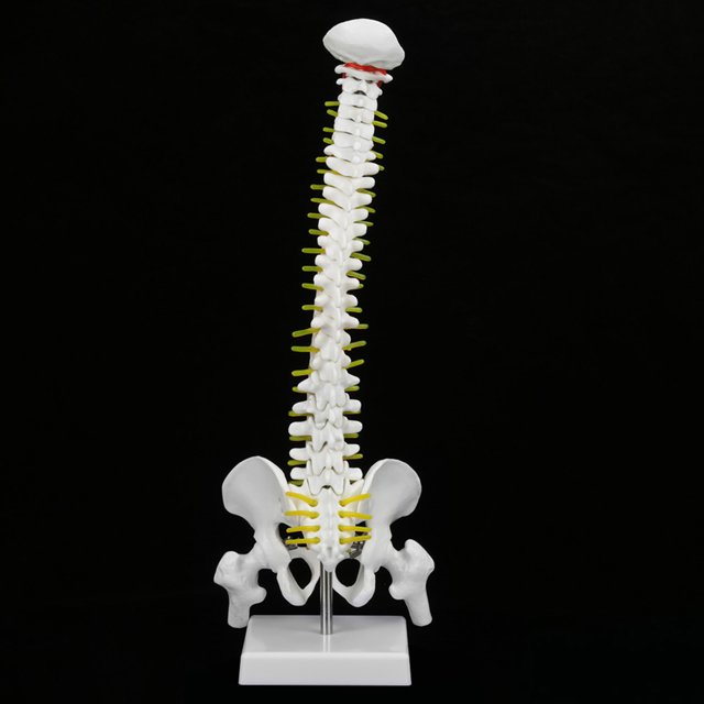 Removable Flexible Human Spine Model, Close to Real Weight with 5 Removable Limbs, Great for Skeleton Anatomy Study Teaching