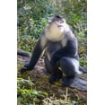 thumbnail image 2 of Looney, Hollice 13x18 White Modern Wood Framed Museum Art Print Titled - Asia-China-Tacheng-Yunnan Black Snub-Nosed Monkey, 2 of 4