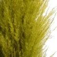 thumbnail image 2 of Vickerman 46" Dried Light Basil Green Pampas 6 pack. It includes two stems. Recommended for Indoor., 2 of 5