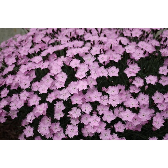 Greenwood Nursery Live Perennial Plants - Bath's Pink Dianthus Gratianopolitanus - [Qty: 1x Pint Pot] - Evergreen Groundcover