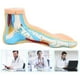 thumbnail image 3 of Médico normal modelo anatómico enseñanza anatomía humano normal pie modelo, 3 of 6