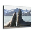 thumbnail image 2 of Two Adult Seals Face Off in Battle Animal Wall Art Wildlife Canvas Prints Wall Art Ready to Hang Unframed, 2 of 18