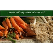 Vegetable SEEDS -Danvers Half Long Carrot -500 Heirloom Seeds -Quality Vegetable -Sweet Crunchy --Garden SEED Pack