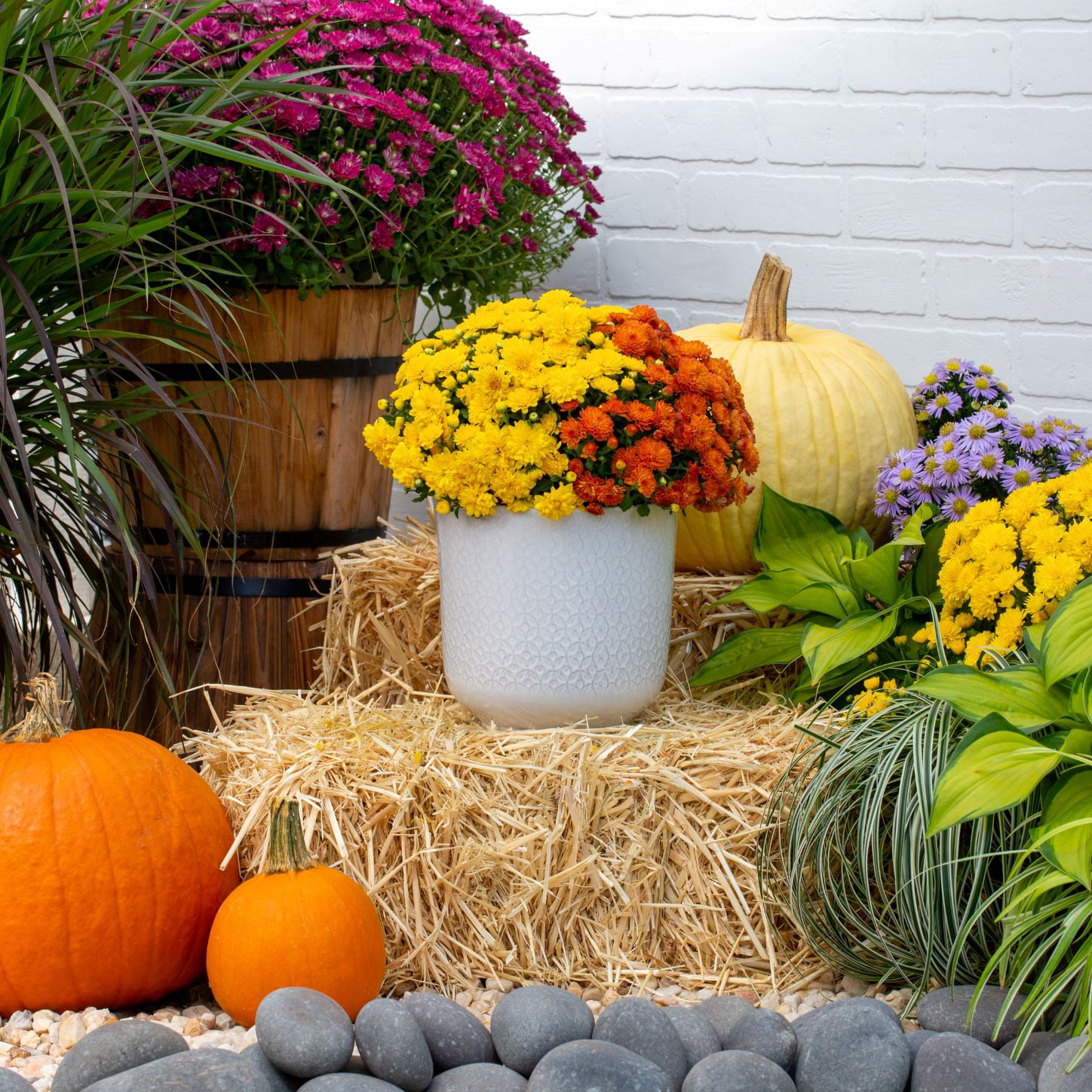 Better Homes & Gardens 3QT Orange Yellow Mum Live Plant Containers Made Easy Pot Sun