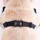 thumbnail image 4 of Protector de articulaciones para mascotas, cálido y resistente al desgaste, protector de lesiones en las piernas del perro L TUNC Sencillez, 4 of 5