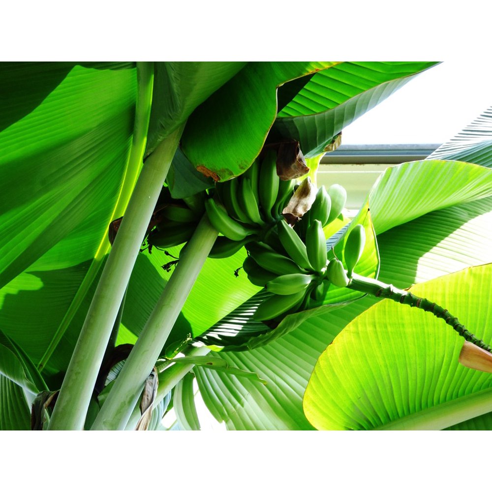 Banana essay in english Banana essay in english picture