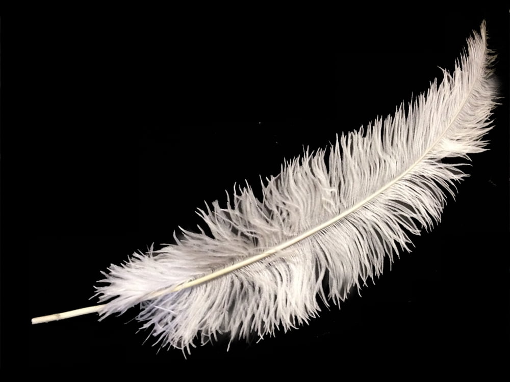 large ostrich feathers for sale