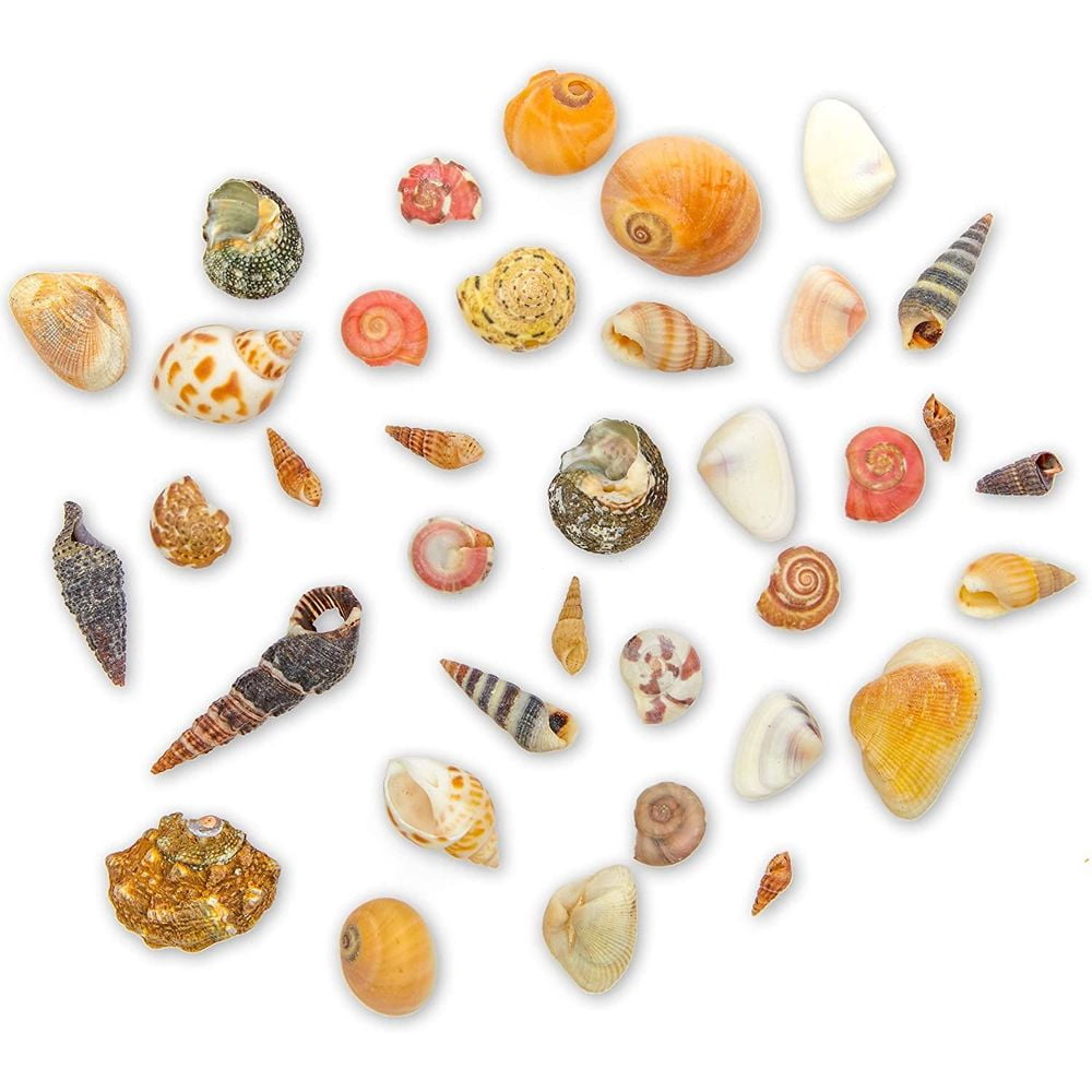 700 Pcs Tiny Craft Spiral Seashells for Summer Beach Under the Sea Birthday Party Favors Decorations, Assorted Colors, 0.4-1 inch