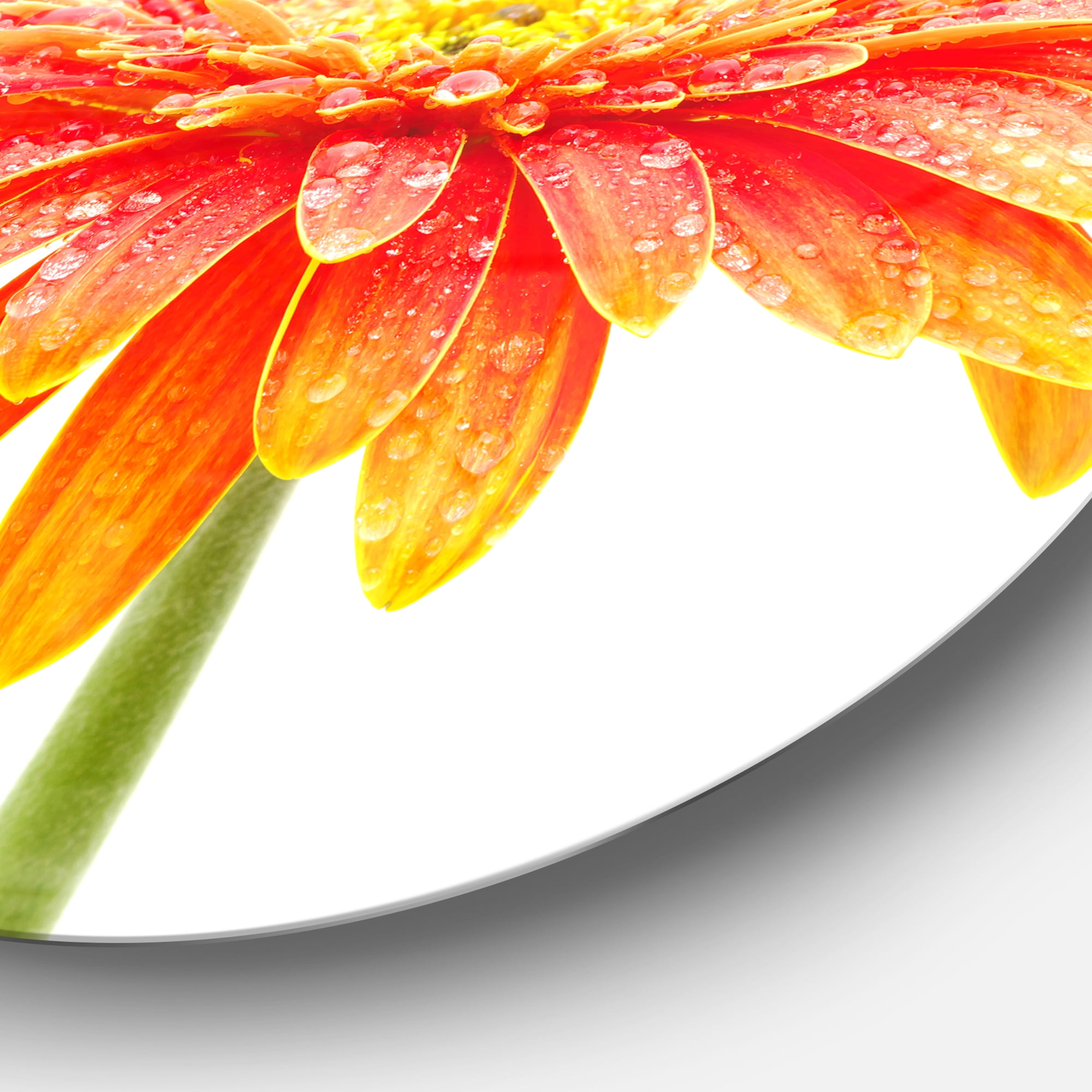 Designart 'Large Orange Gerbera on White' Disc Floral Circle Metal Wall Decor