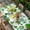 Yellow, variant on St. Patrick's Day Table Cloths for 4 Foot Rectangle Tables, Spring Lucky Green Shamrock Cloud Blue Patio Waterproof Elastic Fitted Tablecloths, Washable Rectangular Table Cover for Camping