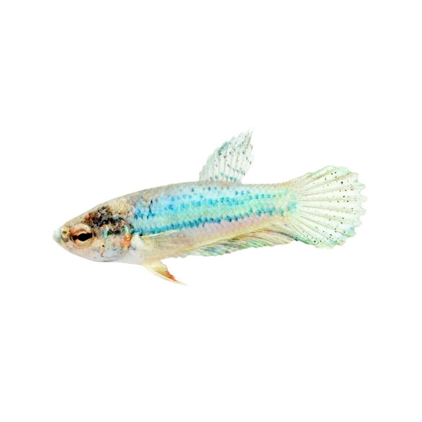 Baby Boy Betta (Betta splendens) - Walmart.com - Walmart.com