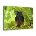 thumbnail image 2 of Majestic Vampire Bat Art Majestic Vampire Bat Print Animal Wall Art Wildlife Canvas Prints Wall Art Ready to Hang Unframed, 2 of 18