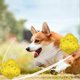 thumbnail image 2 of Dog Chewing Ball ETPU High-Elastic Throwing Flying Toy, 2 of 5
