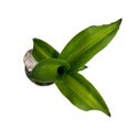 thumbnail image 4 of planta follajes mini 3 pulg, 4 of 7