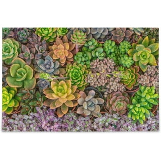 Puzzle Cactus et Succulentes / Cacti & Succulents