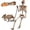 5.4ft Skeleton and 11.81in Dog, variant on Ayieyill 5.4ft Halloween Skeleton Decorations, Weathered Posable Skeleton Decor for Halloween Decorations Outdoor Indoor