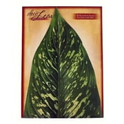 EuroQuest Imports Large Tropical Deco Parchment Leaves, Package of 10