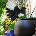 thumbnail image 3 of Magpie Simulation Bird Artificial Bird Decorative Animal Bird Figures Feathered Bird Model for Micro Landscape Garden Lawn 18cm Spread, 3 of 8