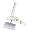 thumbnail image 1 of TISHITA Human Joint Model Education Lightweight Scientific for Science Display Study Foot, 1 of 8