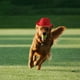 thumbnail image 5 of Sombrero de vaquero para mascotas, para gatos y perros, decoración para fiestas, 5 of 8