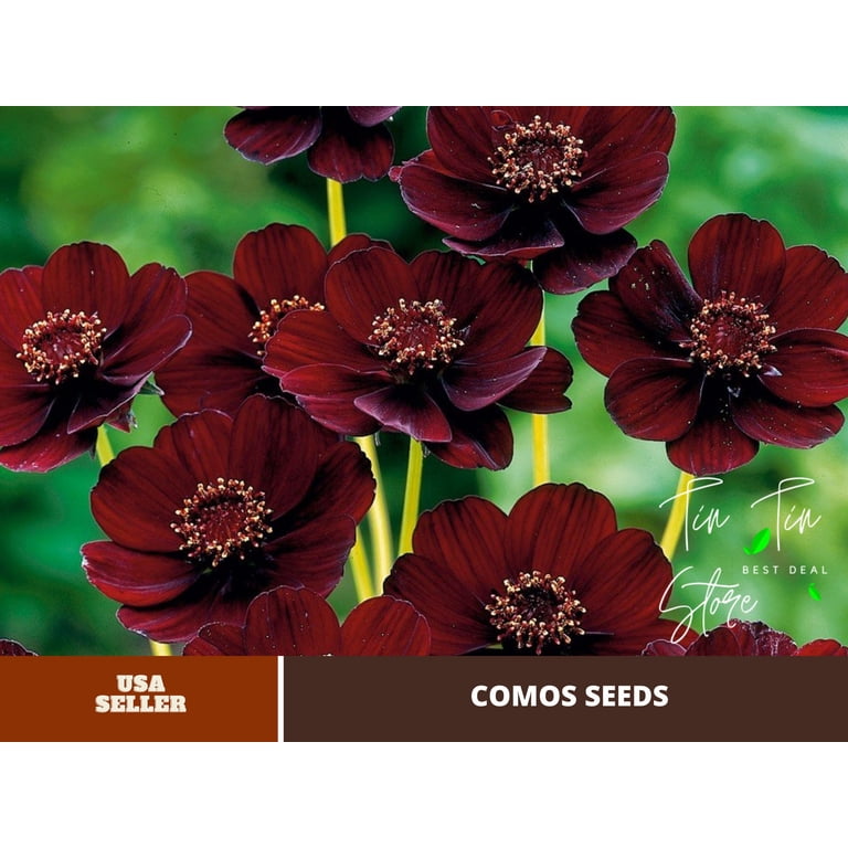 PEMDASGARDEN 50 Rare Chocolate Cosmos Flower Seeds, Easy to Grow