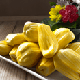 thumbnail image 5 of Jackfruit Tree Live Plant, Tropical Jackfruit Tree, 4–7 inches Tall, Grown in a 4 inch Pot, Suitable for Outdoor Gardens, 5 of 6
