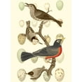thumbnail image 2 of Vision Studio 25x32 Gold Ornate Wood Framed with Double Matting Museum Art Print Titled - British Birds and Eggs III, 2 of 4