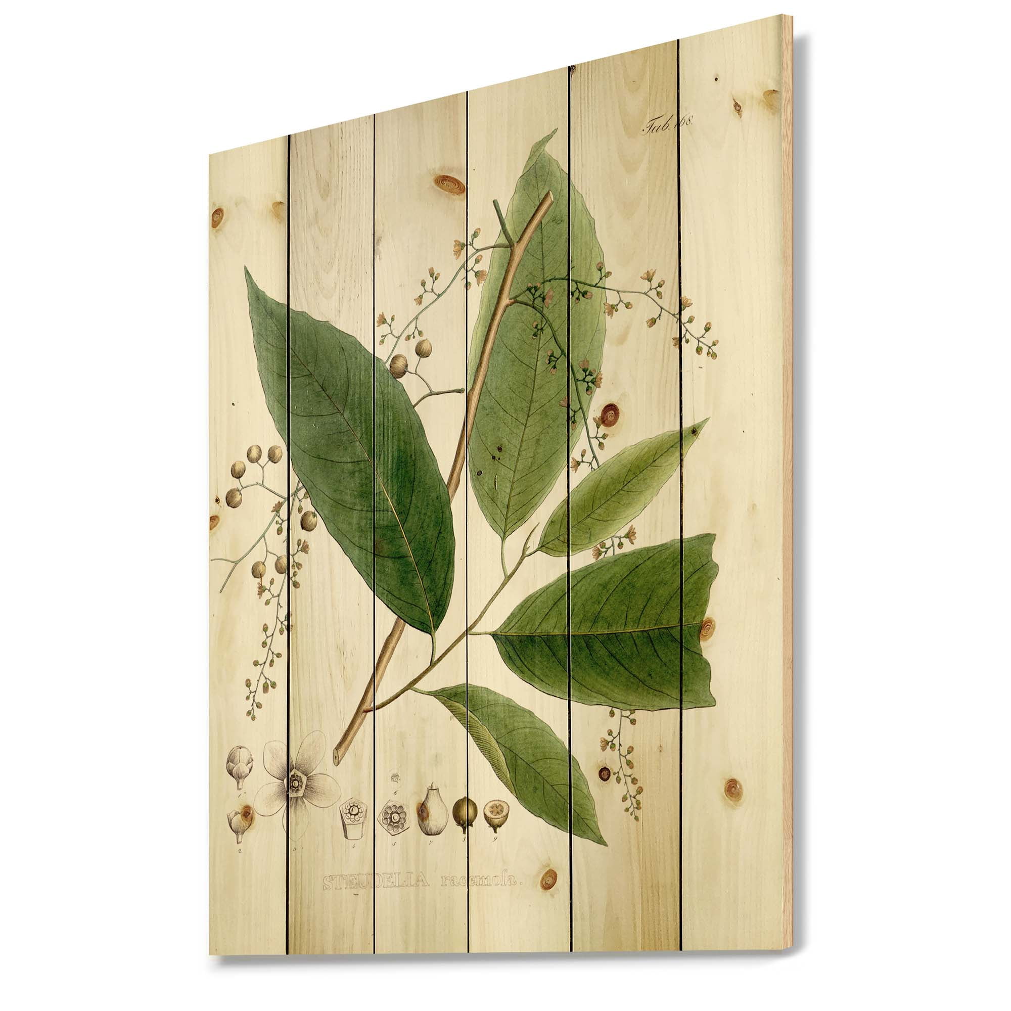Designart 'Ancient Brazilian Plant I' Traditional Print on Natural Pine Wood