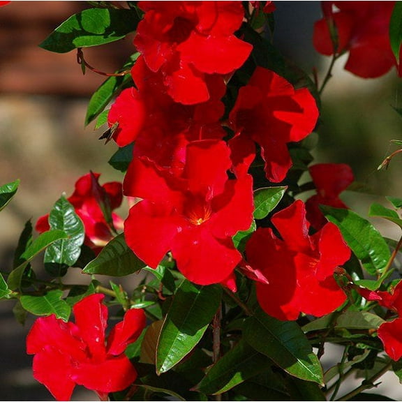 Mandevilla Giant Crimson 4 Inch Pot