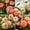 Mix-A, variant on Mixed Great Peonys Planting-Premium Garden Stakes-Ornamental Home Decoration-Beautiful Gift Garden-Bloom Year After Year-(Non-Artificial)