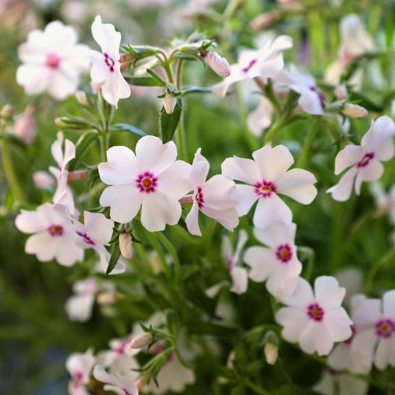 25 Amazing Grace Creeping Phlox Seeds - Cold and Drought,,, for Early Spring/Fall Planting