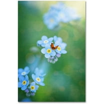 Trademark Fine Art "Forget-Me-Not" Canvas Art by Philippe Sainte-Laudy