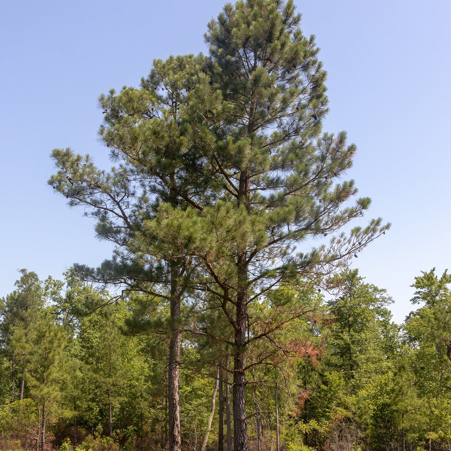 Expert Gardener Flowerwood 2.5 gal Loblolly Pine Live Trees