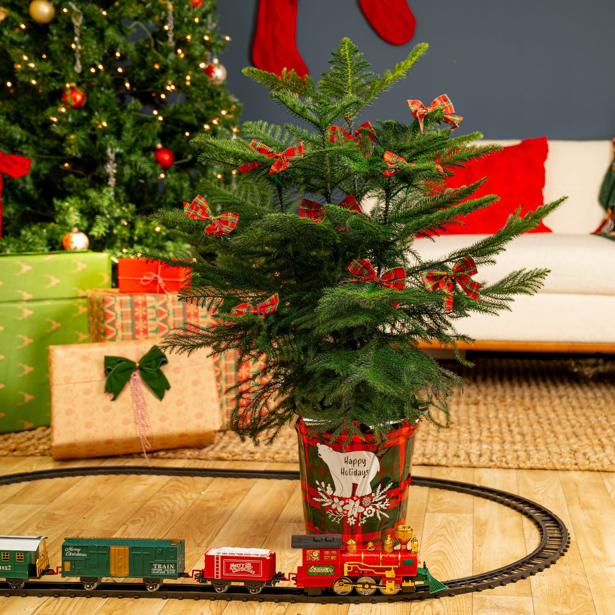 Costa Farms 28" Tall Christmas Tree, Bright Direct Sunlight, Indoor Live House, Holiday Cover