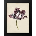 thumbnail image 2 of McCavitt, Naomi 15x18 Black Modern Framed Museum Art Print Titled - Antique Tulip Study I, 2 of 5