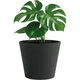 thumbnail image 1 of Maceta Elly Gerbera  para Plantas Grandes 50 x 44.5 cm Color Negro Carbón, 1 of 5