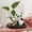 B, variant on HuiXinOu Panda Hydroponic Vase Glassware Transparent Flower Pot for Fresh Flowers Water Cultivation Desktop Decorative Ornament for Home Office Table Decor