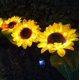 thumbnail image 3 of 2 Pcs Pack Solar Flower Lights Outdoor Solar Lights Sunflower Decorative LED Solar Lights, 3 of 5