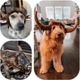 thumbnail image 3 of UOSIA Halloween Dog Horn Wig Soft Bull Dog Costumes Winter Warm Hat Dog Wig Clothes, 3 of 7