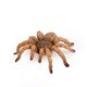 thumbnail image 1 of Simulación de animales, insectos, modelo sólido, Tarantula, araña negra, broma Tricky, divertidas figuras de acción, juguetes educativos, 1 of 4