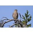thumbnail image 2 of Pigeon Hawk Sits On A Tree Branch In Turnagain Pass Area Kenai Peninsula Southcentral Alaska Print, 2 of 4