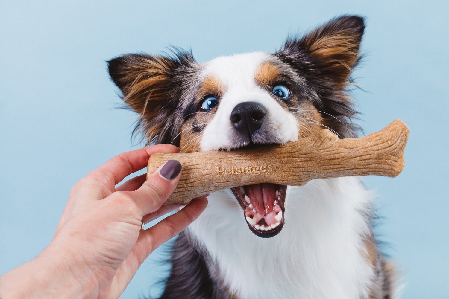 best wood for dogs to chew