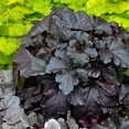 thumbnail image 5 of Proven Winners 6" Black Primo 'Black Pearl' Coral Bells Live Plant in 6.5" Pot, 5 of 9