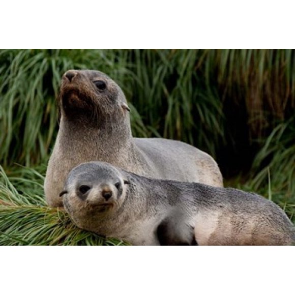 South Georgia Island, Godthul, fur seal Poster Print by Cindy Miller Hopkins (17 x 11)