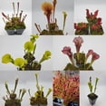 thumbnail image 2 of Barba Green Trumpet Pitcher Plant - 1 Live Starter Plant - Sarracenia - Beautiful Colorful Easy Care, 2 of 6
