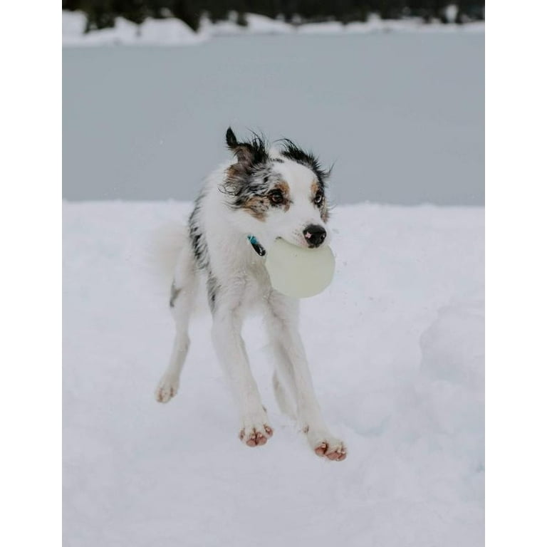 Planet dog luna ball cheap