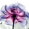 thumbnail image 2 of Leni Rose 2 Art Print by Albert Koetsier, 30" x 30", Sold by Art.com, 2 of 4